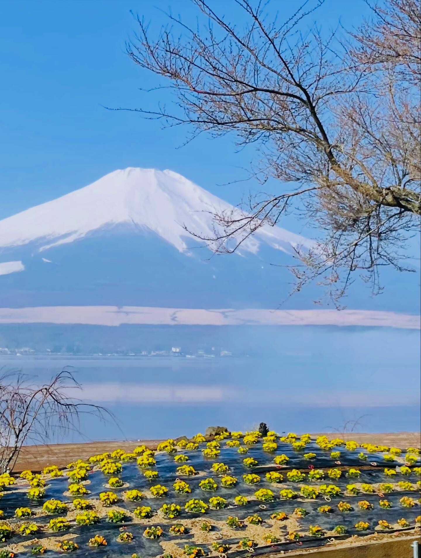 ぽよ