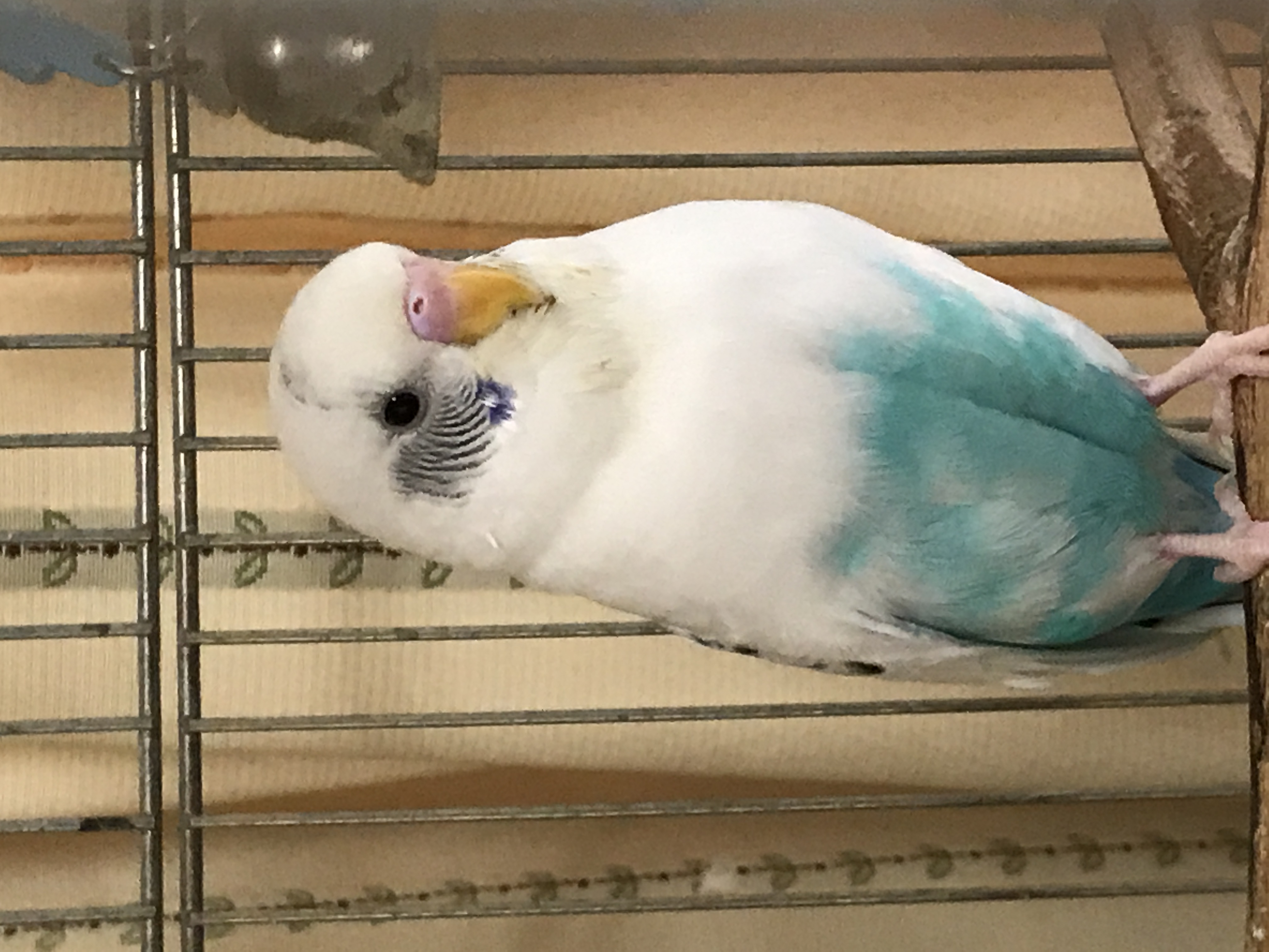小梅